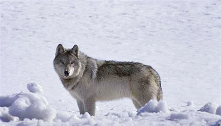 Gray wolf